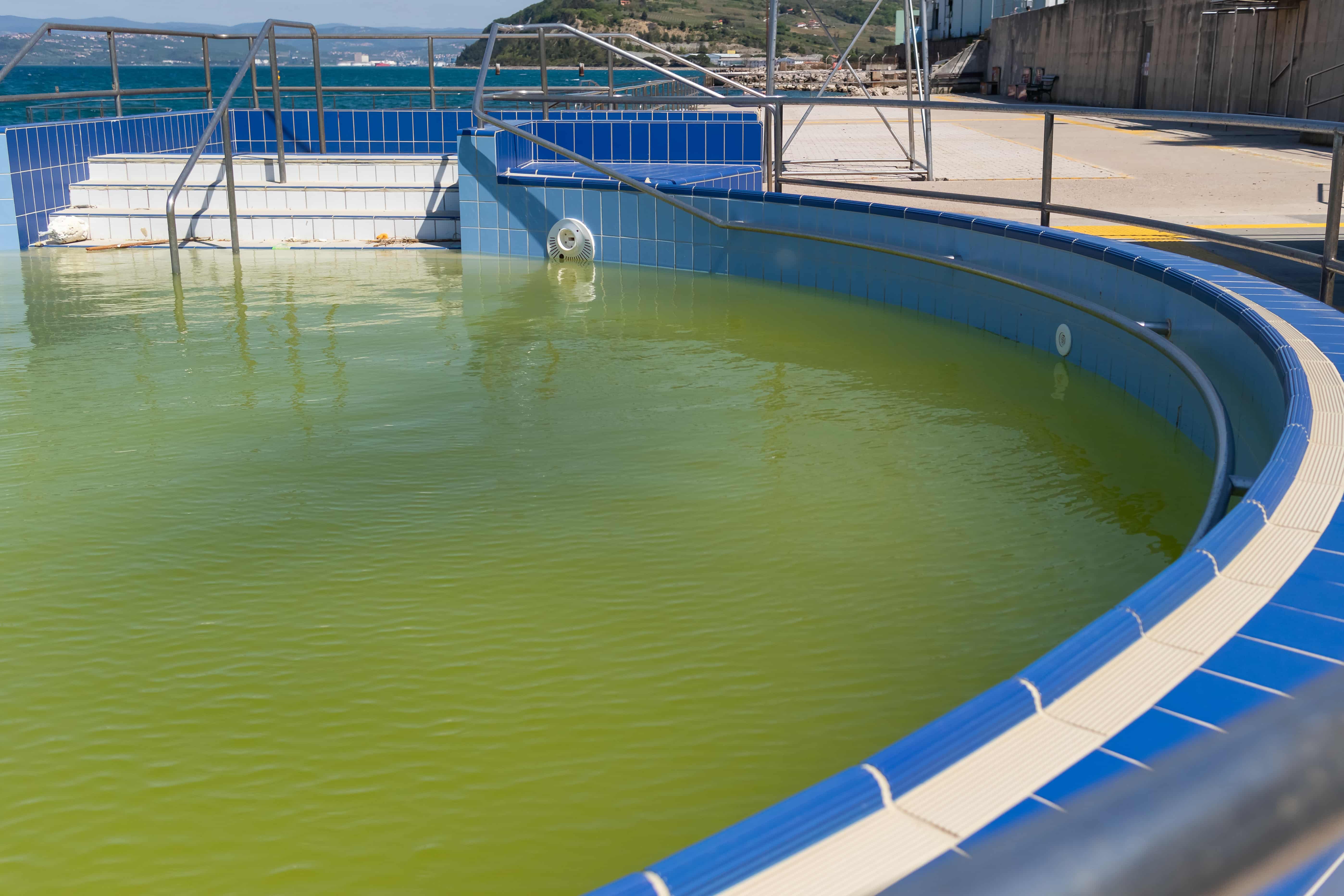 Green Algae Swimming Pool
